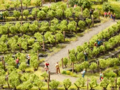 21545 Noch Weinreben