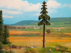 21927 Noch Hochstamm-Wetterfichte