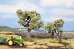 21995 Noch Olivenbäume