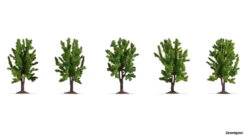 25620 Noch Laubbäume