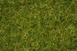 7072 Noch Master-Grasmischung Sommerwiese