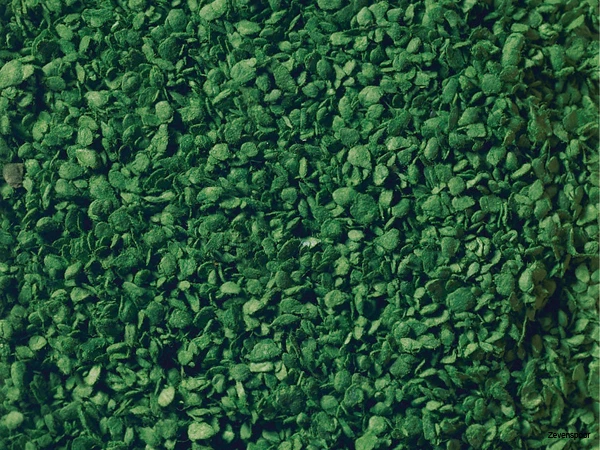 7154 Noch Laub 1 7154 Noch Laub