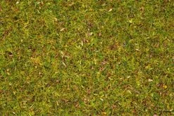 8330 Noch Streugras Blumenwiese