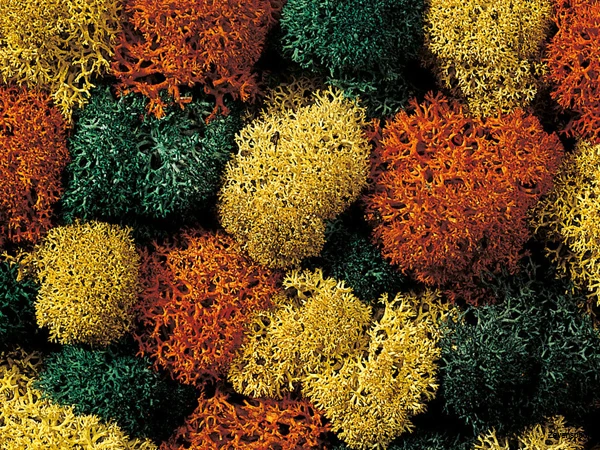 8620 Noch Dekormoos 2 8620 Noch Dekormoos - Afbeelding 2